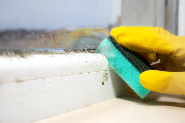 Best Basement Mold Remediation in Myerstown, PA