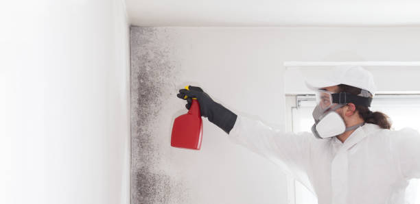 Professional Mold Remediation in Myerstown, PA